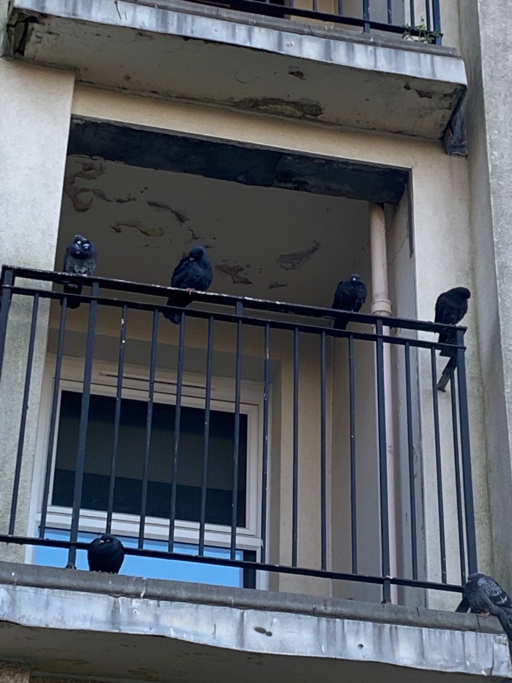 pigeons perched on the veranda railing of homes in a housing scheme